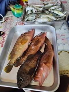 アマダイの釣果