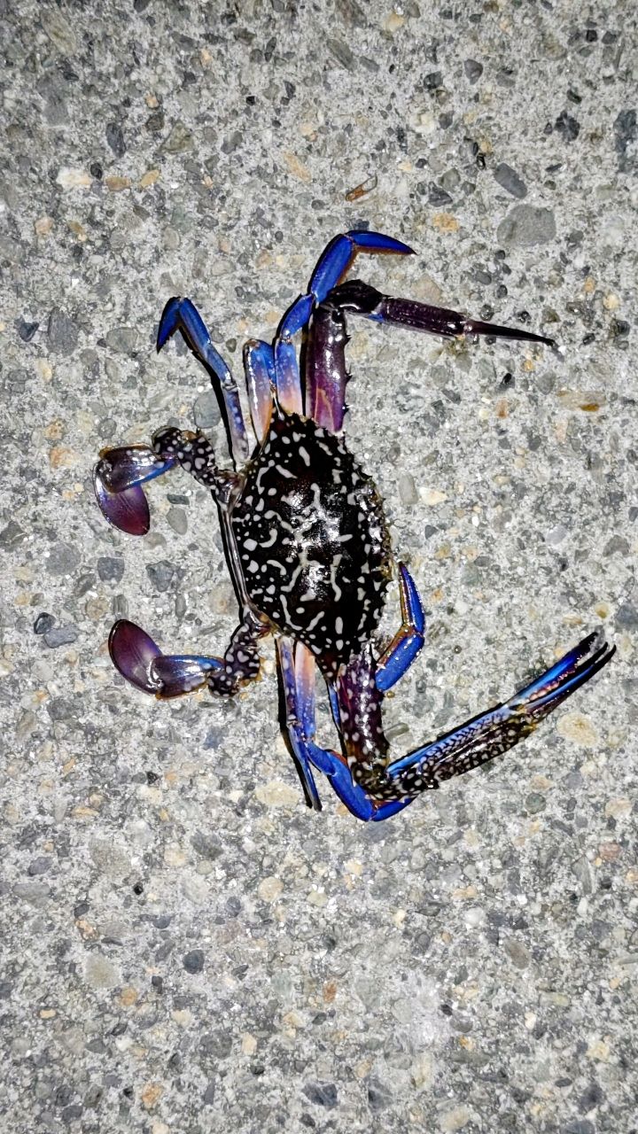 タイワンガザミ