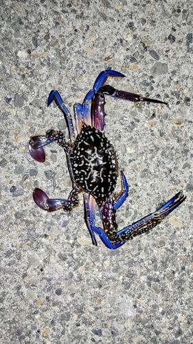 タイワンガザミの釣果