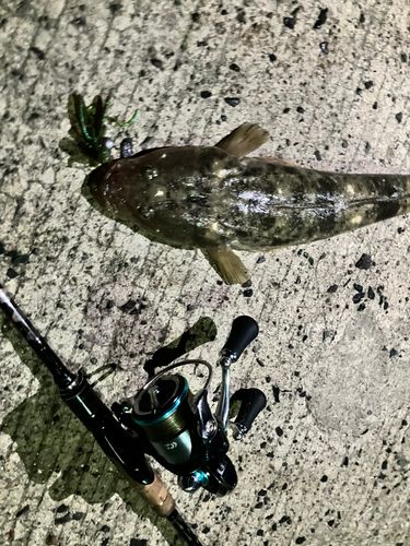 マゴチの釣果