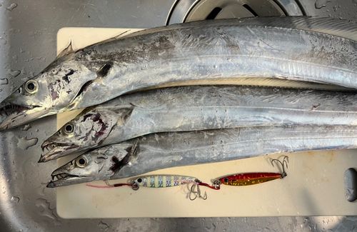 タチウオの釣果