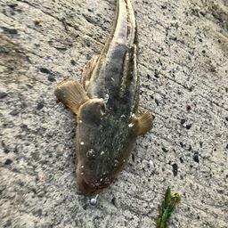 マゴチ