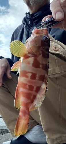 アカハタの釣果