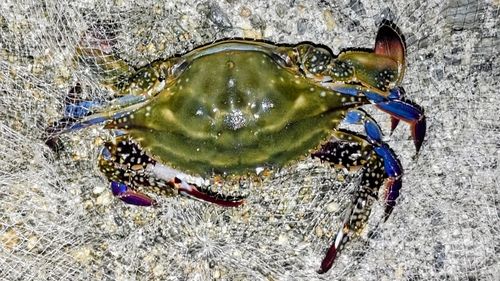 タイワンガザミの釣果