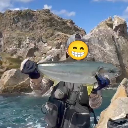 ヒラマサの釣果