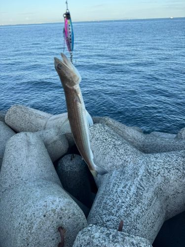 貝塚人工島