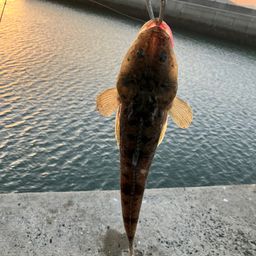 マゴチ