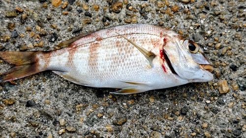 マダイの釣果