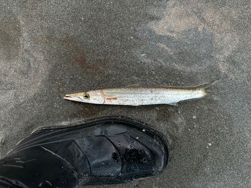 カマスの釣果