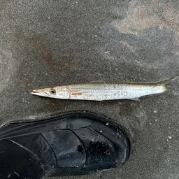 カマス