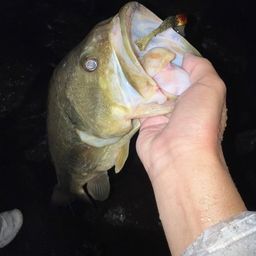 ブラックバス