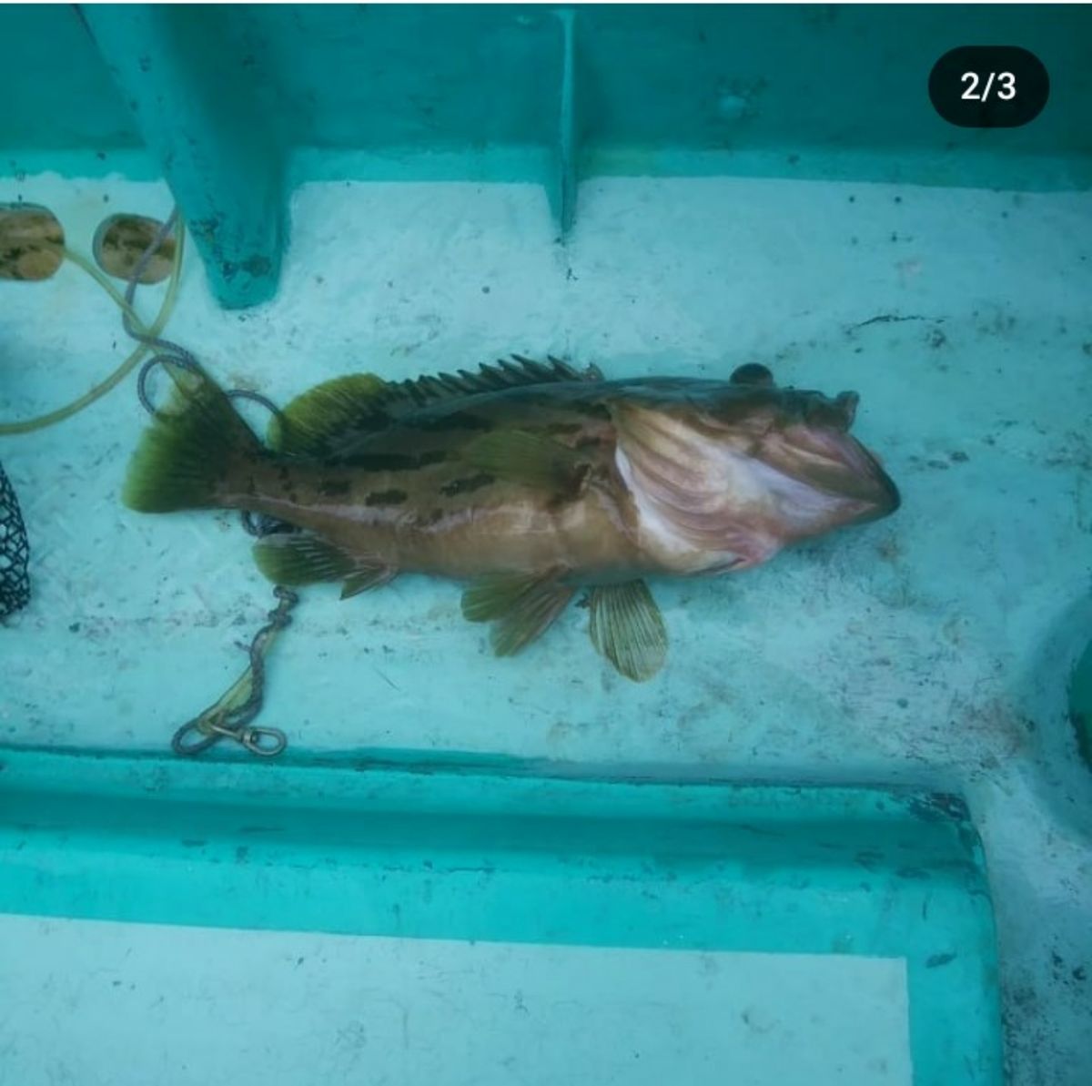 oceaninpact_yukawaさんの釣果 2枚目の画像