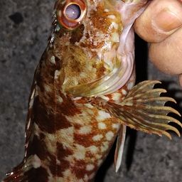 ガシラ