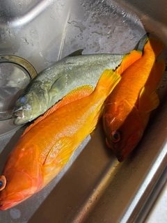 カンパチの釣果