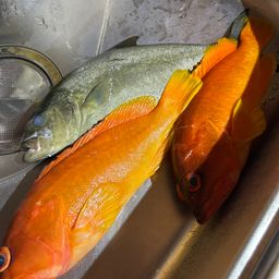 カンパチ