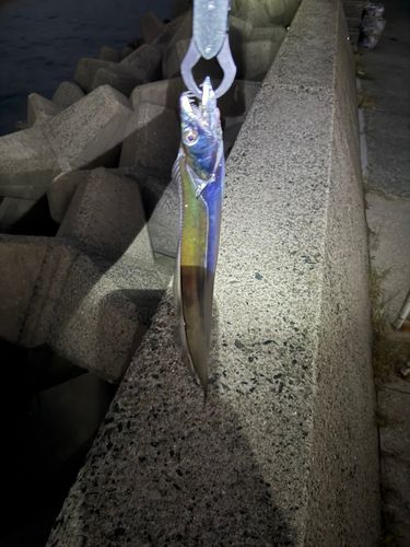 タチウオの釣果
