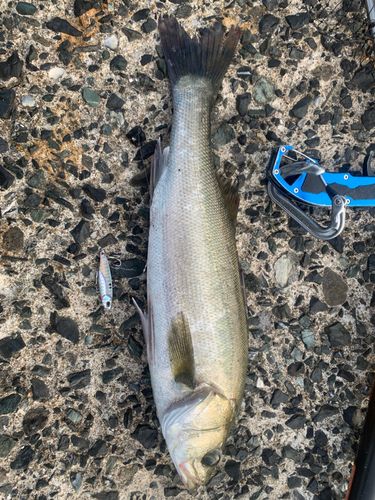 セイゴ（マルスズキ）の釣果