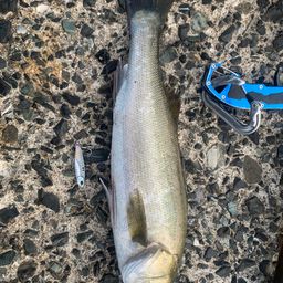 セイゴ（マルスズキ）