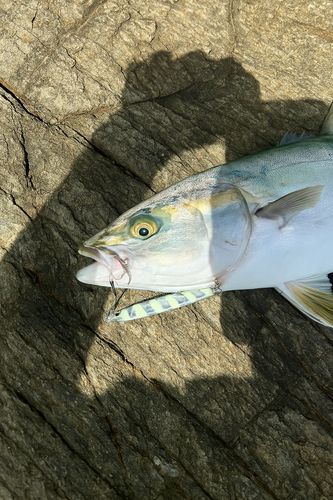 盗人狩