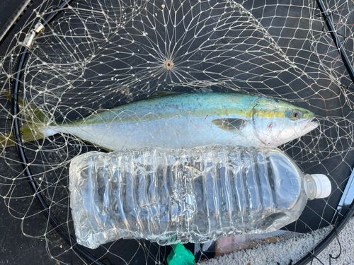 ヤズの釣果
