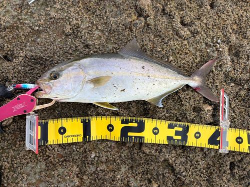 ネリゴの釣果