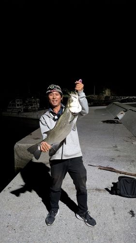 ヒラスズキの釣果