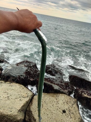 ダツの釣果