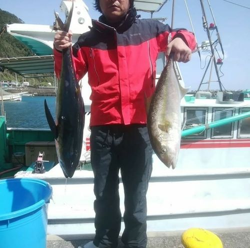 ヒレナガカンパチの釣果