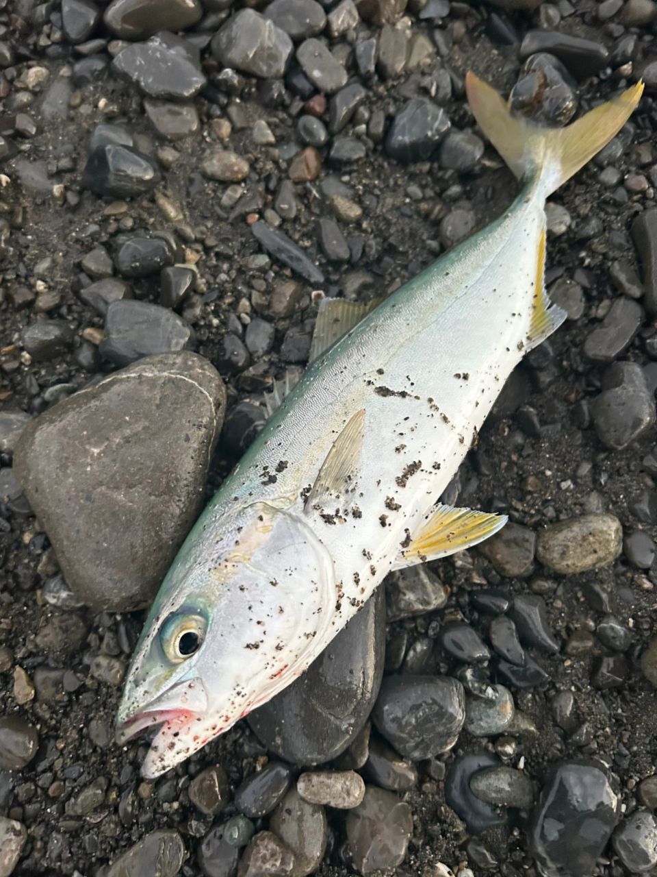 ハマチ