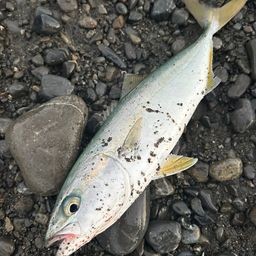 ハマチ