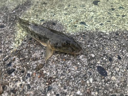 ハゼの釣果