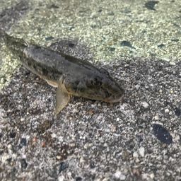 ハゼ