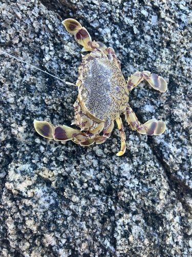 カニの釣果