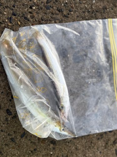 カマスの釣果