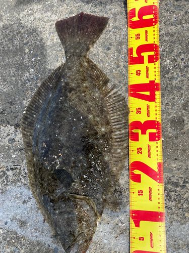 ヒラメの釣果