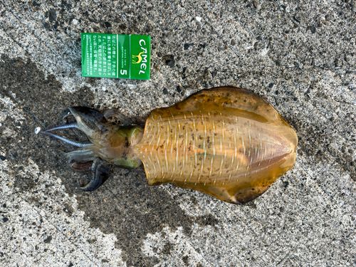 アオリイカの釣果