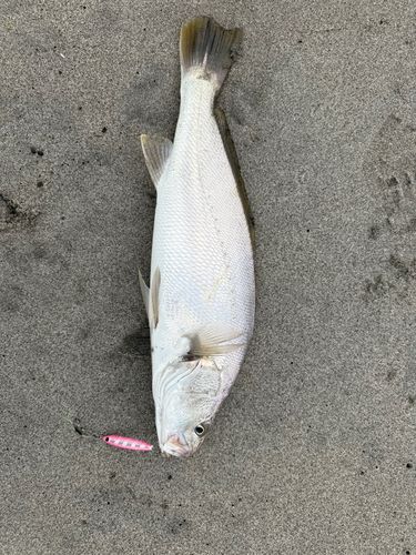ニベの釣果