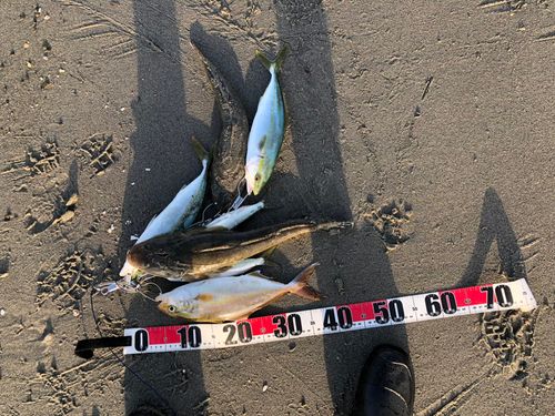 マゴチの釣果