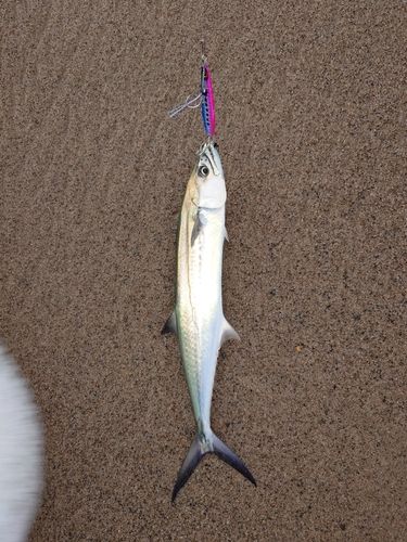 サゴシの釣果