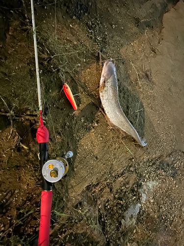ナマズの釣果