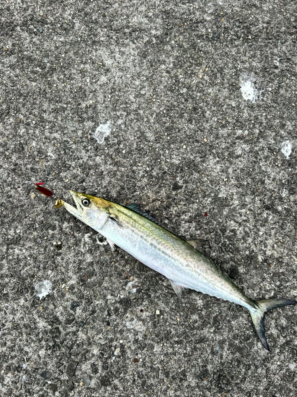 ✨新品未使用✨シマノ 20コルトスナイパーXR S96MH SHIMANO 20コルトスナイパー XR S96MLの最安値・インプレ・釣果