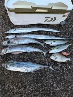 イナダの釣果