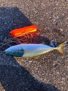 フクラギの釣果