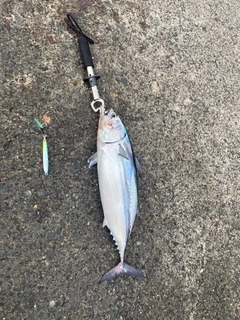 ヒラソウダの釣果