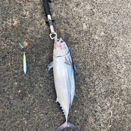 ヒラソウダ