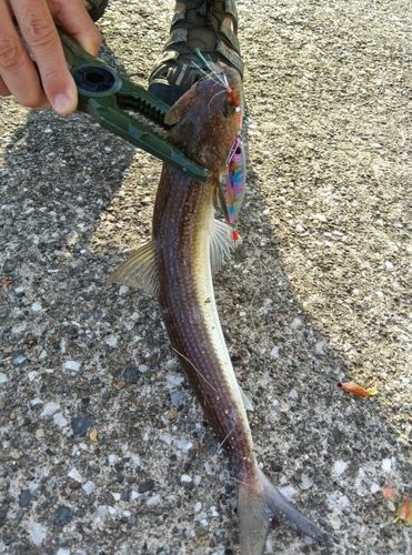 エソの釣果