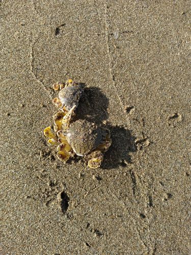 カニの釣果