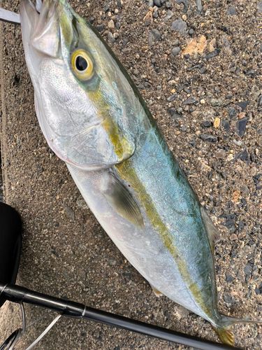 イナダの釣果