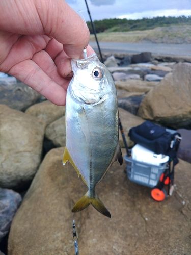 メッキの釣果