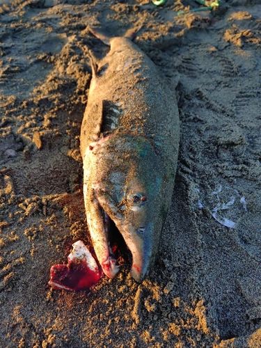 アキアジの釣果